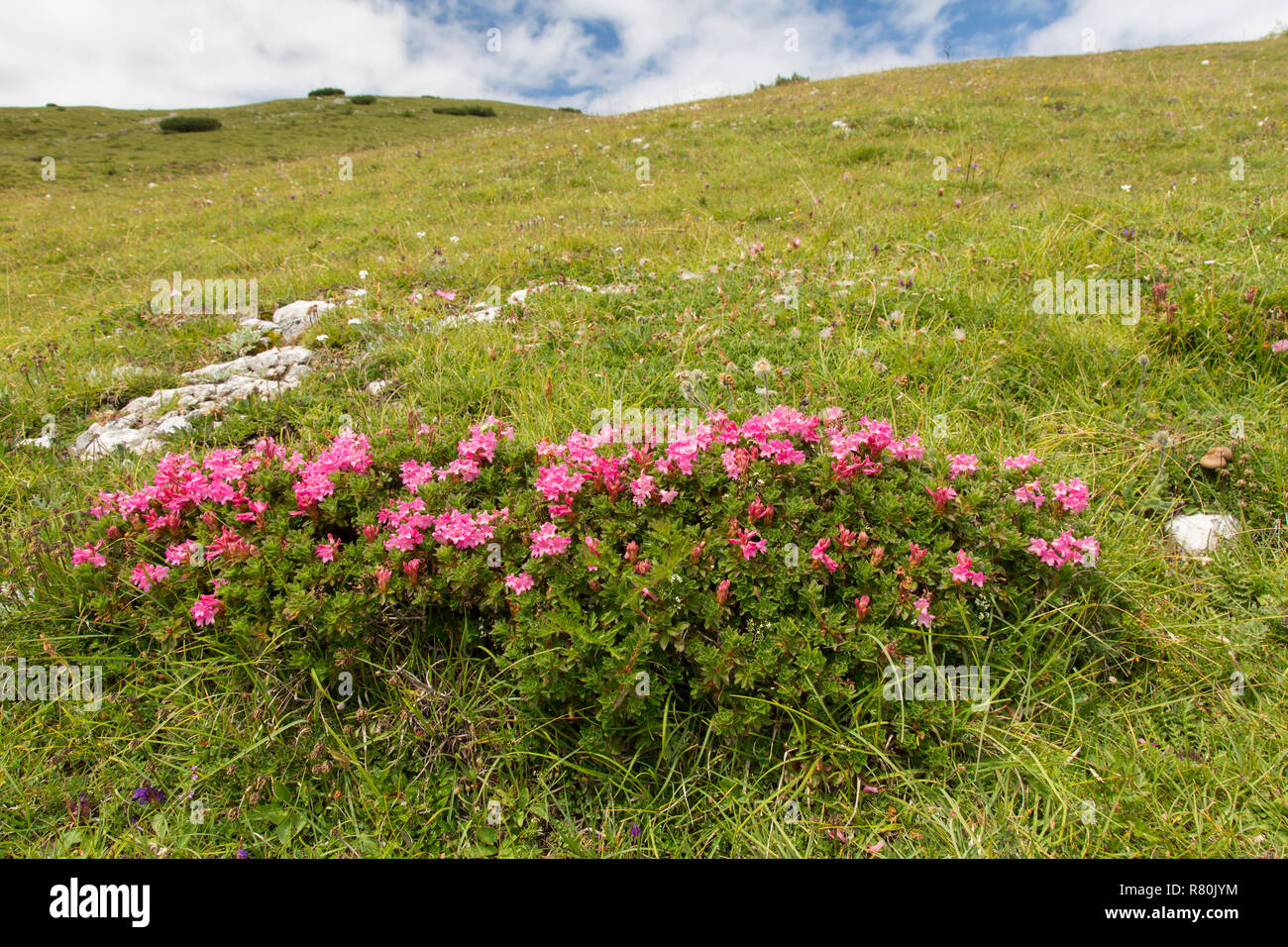 Rusty-leaved Alpenrose (Rhododendron ferrugineum), les plantes à fleurs. Le Parc National du Hohe Tauern, Carinthie, Autriche Banque D'Images