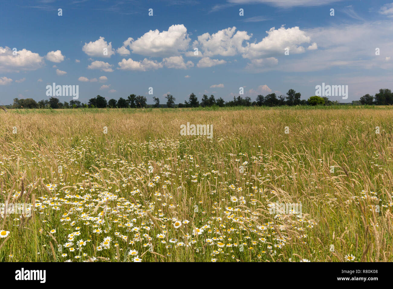 Prairie en fleurs près de la rivière Oder. Oderbruch, Brandenburg, Allemagne Banque D'Images