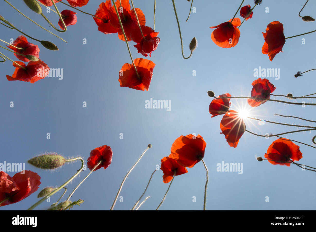 Pavot Rouge commun, la Flandre le pavot (Papaver rhoeas). Coquelicots en fleur, vu contre un ciel bleu Allemagne Banque D'Images