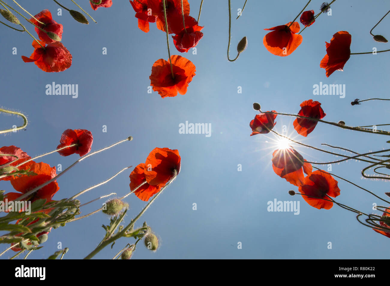 Pavot Rouge commun, la Flandre le pavot (Papaver rhoeas). Coquelicots en fleur, vu contre un ciel bleu Allemagne Banque D'Images