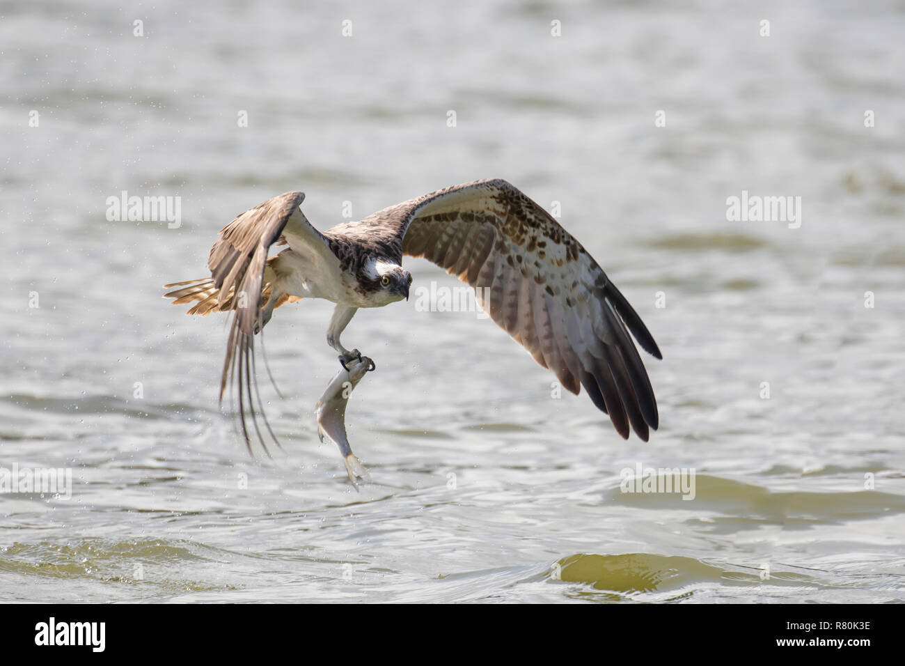 Balbuzard pêcheur (Pandion haliaetus) à partir de l'eau avec un poisson dans ses serres. Allemagne Banque D'Images