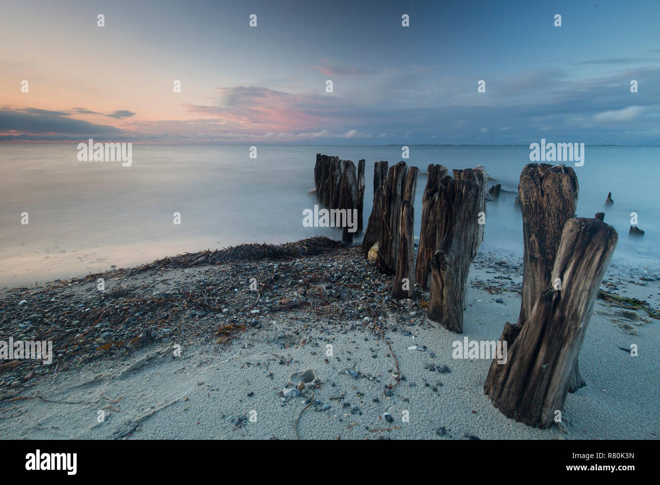 Épi de bois à la côte de la mer Baltique. Schleswig-Holstein, Allemagne Banque D'Images