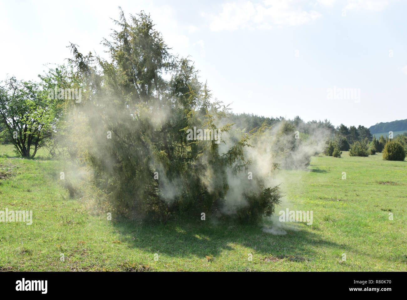 Le genévrier commun (Juniperus communis). L'excrétion des arbres du pollen. Allemagne Banque D'Images