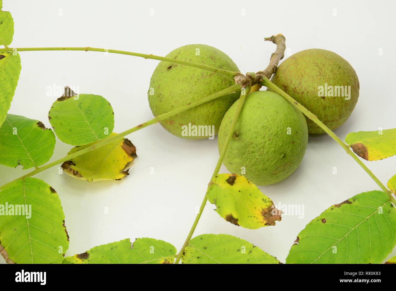 Le noyer noir, le noyer américain (Juglans nigra). Twig avec fruit non mûr et de feuilles, studio photo sur un fond blanc. Banque D'Images