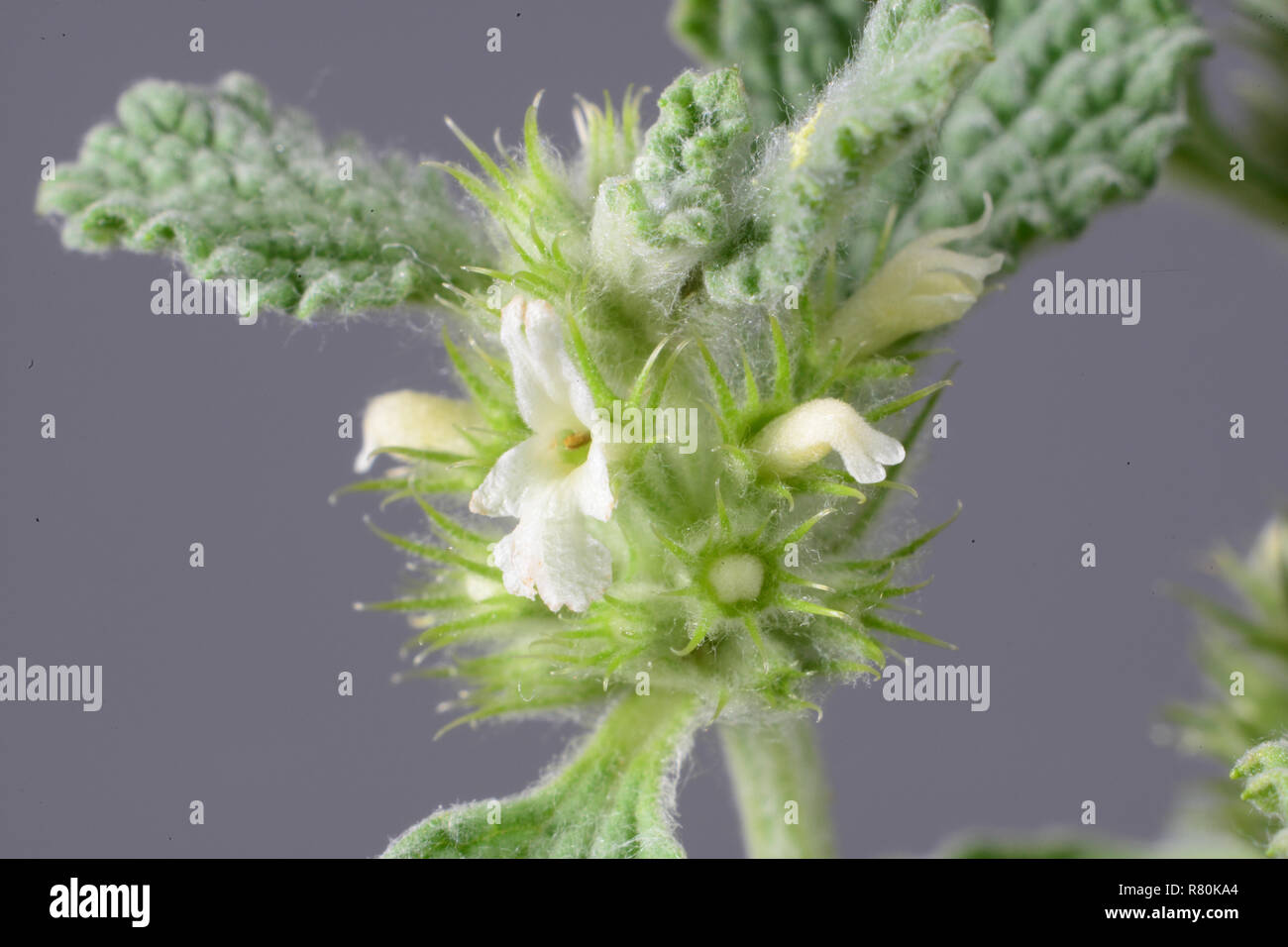 Ballote Ballote commun, Blanc (Marrubium vulgare). Tige avec feuilles et fleurs. Studio photo. Allemagne Banque D'Images