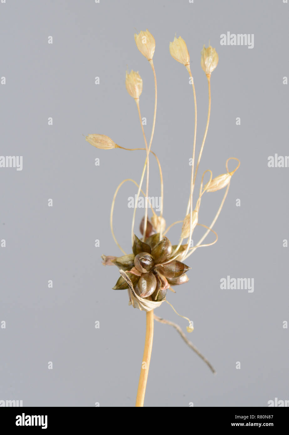 Ail, oignon sauvage Crow (Allium vineale). Bulbilles sur une plante avec des fleurs séchées, Allemagne Banque D'Images
