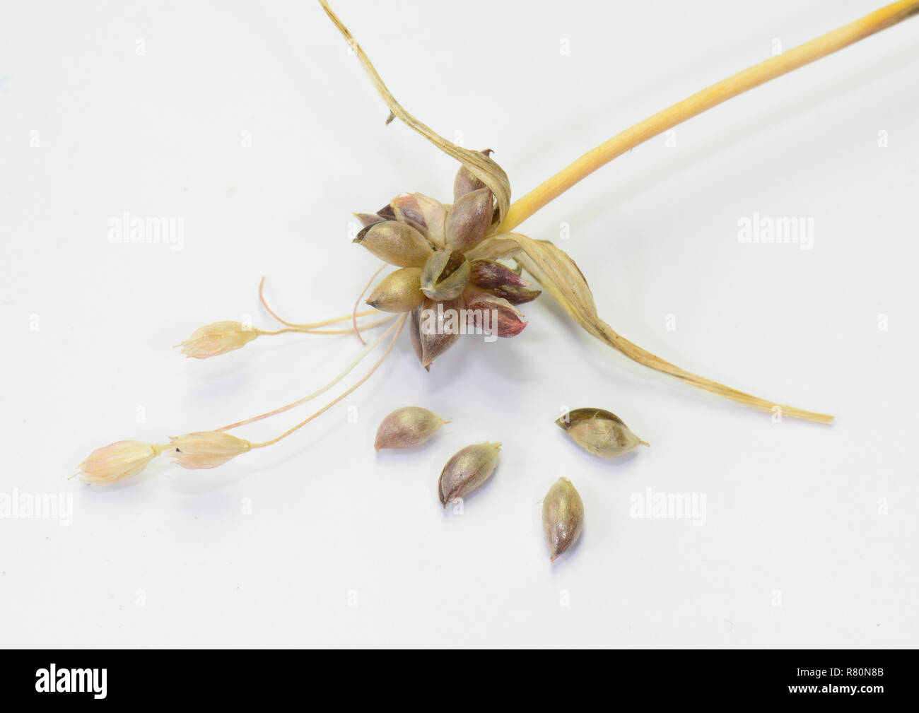 Ail, oignon sauvage Crow (Allium vineale). Avec tige bulbils et fleurs séchées. Studio photo sur un fond blanc. Allemagne Banque D'Images