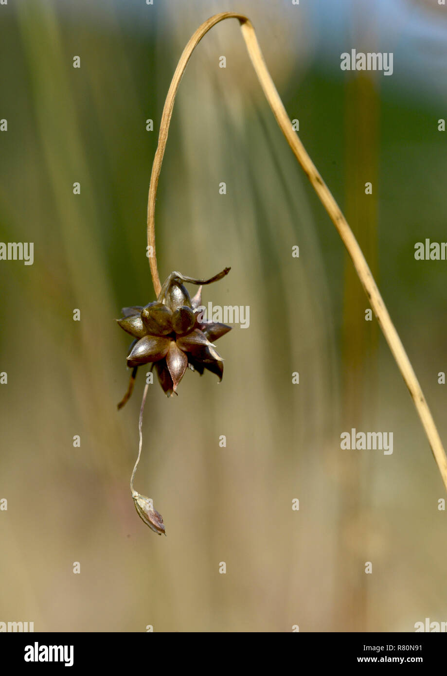 Ail, oignon sauvage Crow (Allium vineale). Bulbilles sur une plante, Allemagne Banque D'Images