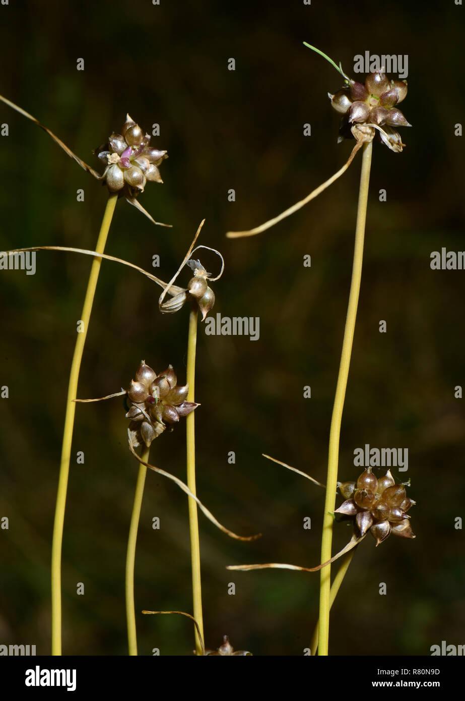 Ail, oignon sauvage Crow (Allium vineale). Plusieurs plantes avec bulbilles, Allemagne Banque D'Images