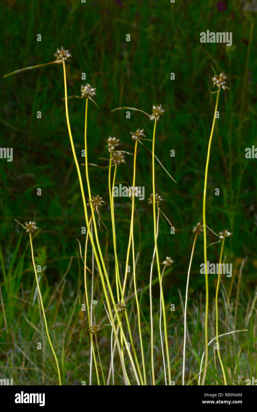 Ail, oignon sauvage Crow (Allium vineale). Plusieurs plantes avec bulbilles, Allemagne Banque D'Images