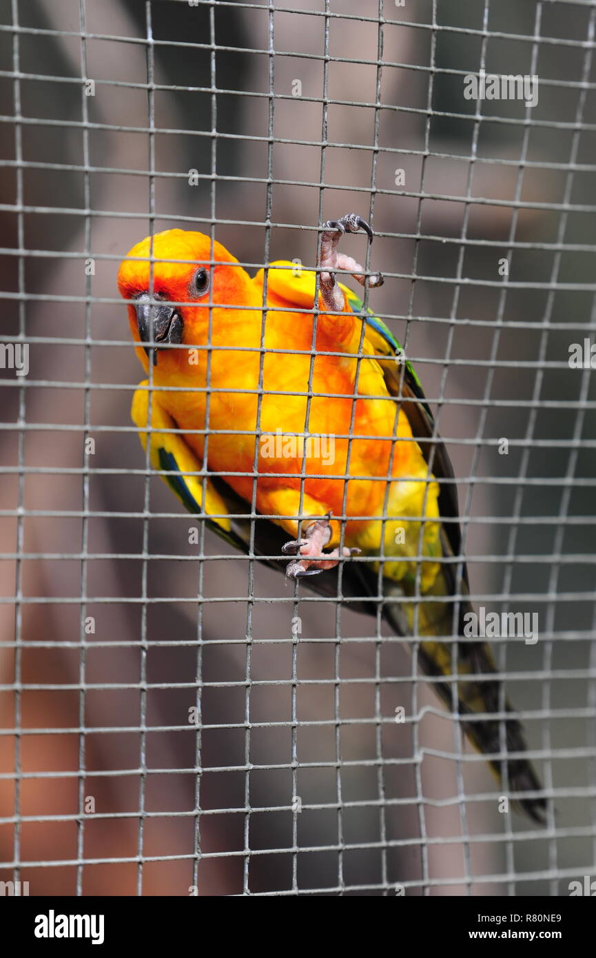 Les conures soleil accroché à une clôture Banque D'Images
