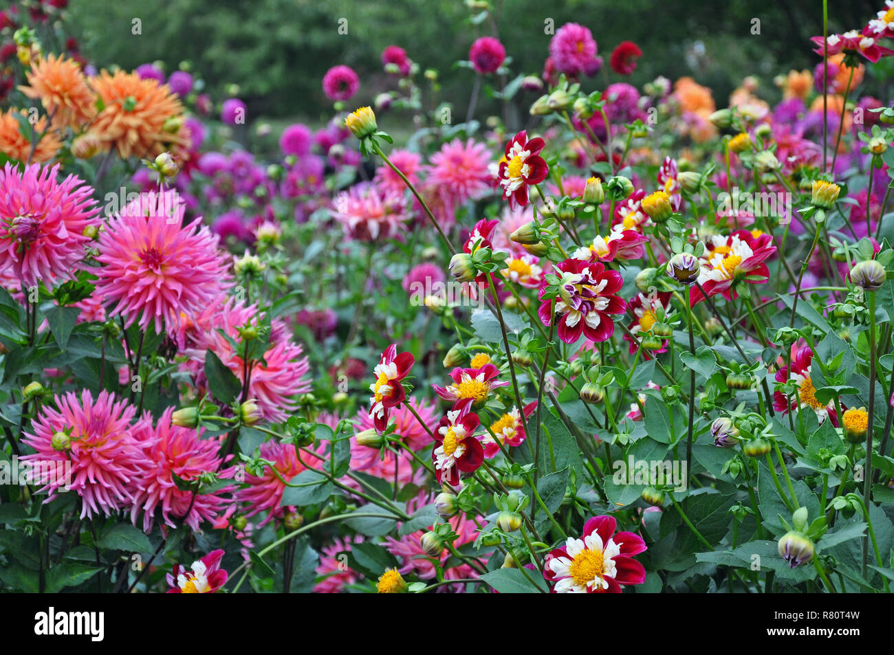 Jardin de fleurs dahlias colorés à la fin de l'été Banque D'Images