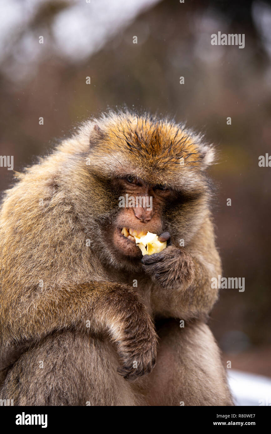 Le Maroc, Jari Saoud, forêt de cèdres d'Azrou, Barbary macaque, Macaca sylvanus de manger des aliments de supplié les visiteurs dans la neige Banque D'Images