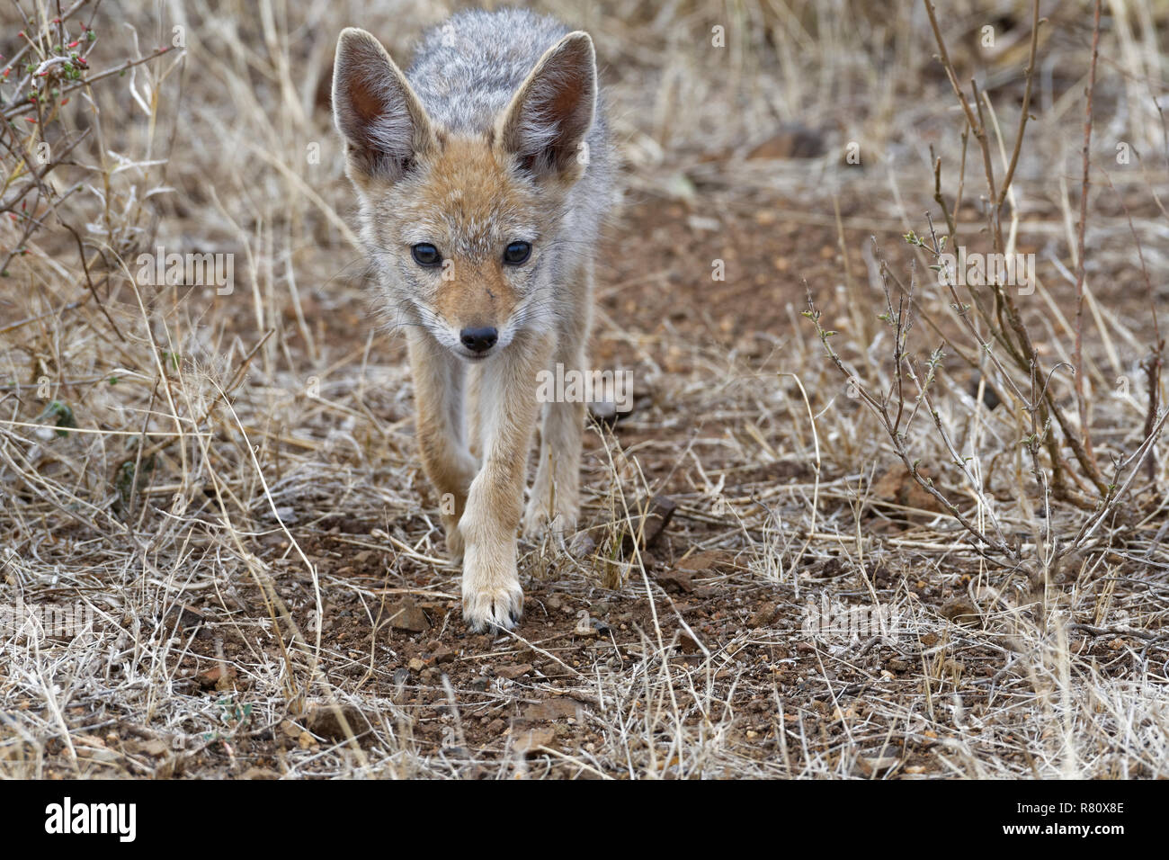 Le chacal à dos noir (Canis mesomelas), Cub, marche sur sol aride, Kruger National Park, Afrique du Sud, l'Afrique Banque D'Images