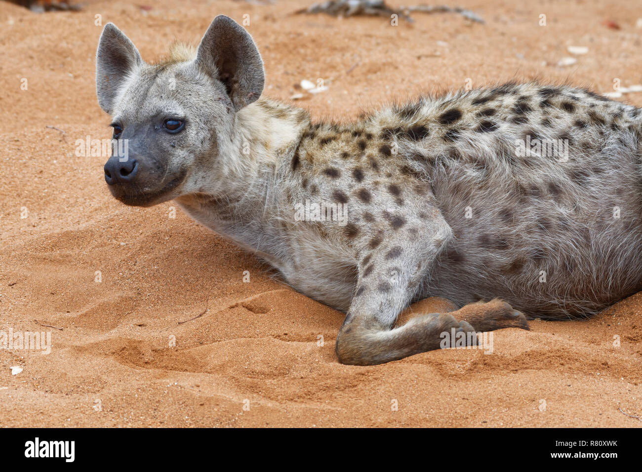 L'Hyène tachetée (Crocuta crocuta), mâle adulte, couché sur le sable, alerte, tôt le matin, Kruger National Park, Afrique du Sud, l'Afrique Banque D'Images