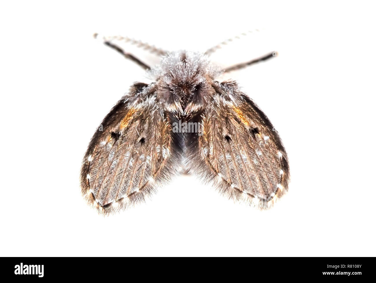 Macro Photographie d'oiseaux voler isolé sur fond blanc Banque D'Images