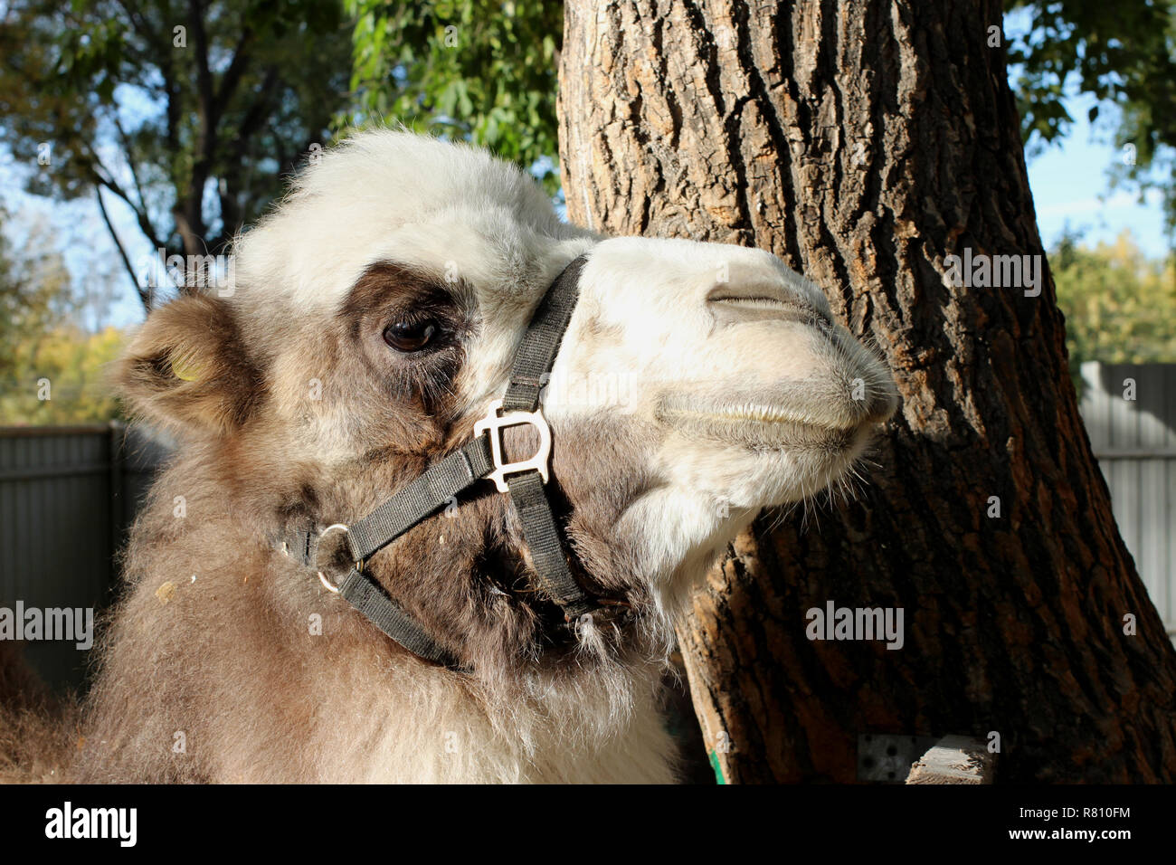 Près des stands de chameau près d'un arbre dans la fourrure furry bridle durant la journée Banque D'Images