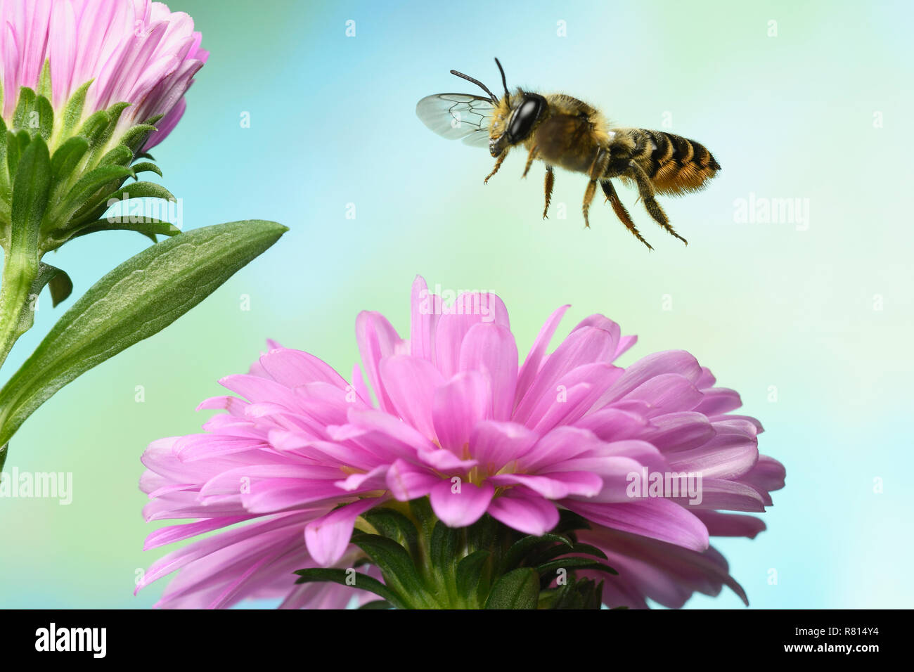 Heriades truncorum (Heriades truncorum), en vol, sur une fleur rose Aster (Aster sp.), Allemagne Banque D'Images