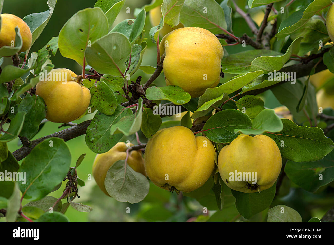 Pomme mûre coings (Cydonia oblonga) sur l'arbre, Mecklembourg-Poméranie-Occidentale, Allemagne Banque D'Images