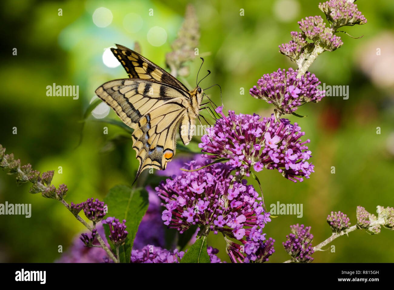 Papilio machaon), sur les fleurs de Buddleja davidii (Buddleja davidii), Allemagne Banque D'Images