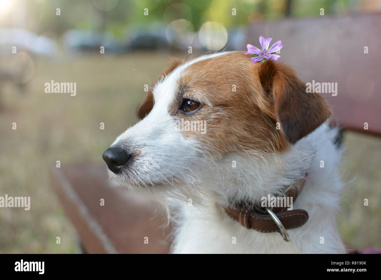 Chien de printemps. PORTRAIT OF A CUTE JACK RUSSELL CHIOT ASSIS SUR UN BANC EN BOIS SUR UN PARC AVEC UNE PETITE FLEUR mauve ou violet sur la tête. Banque D'Images