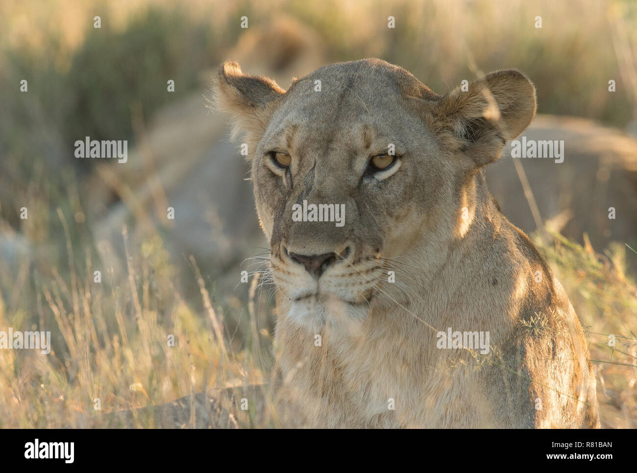 Portrait d'un lion sauvage Banque D'Images