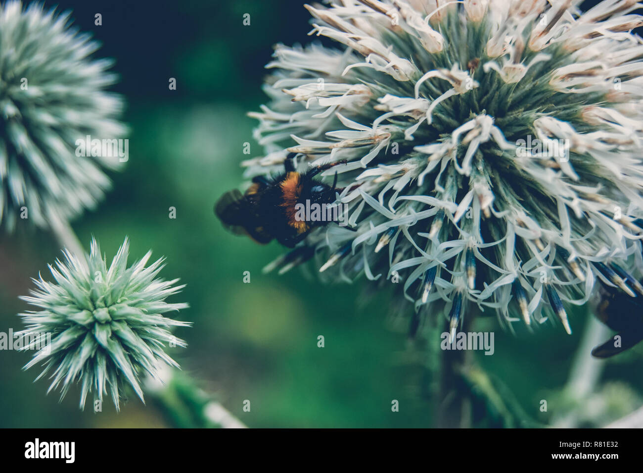 Bourdon pollinise épines des forêts. Vintage style post-apocalyptique Banque D'Images