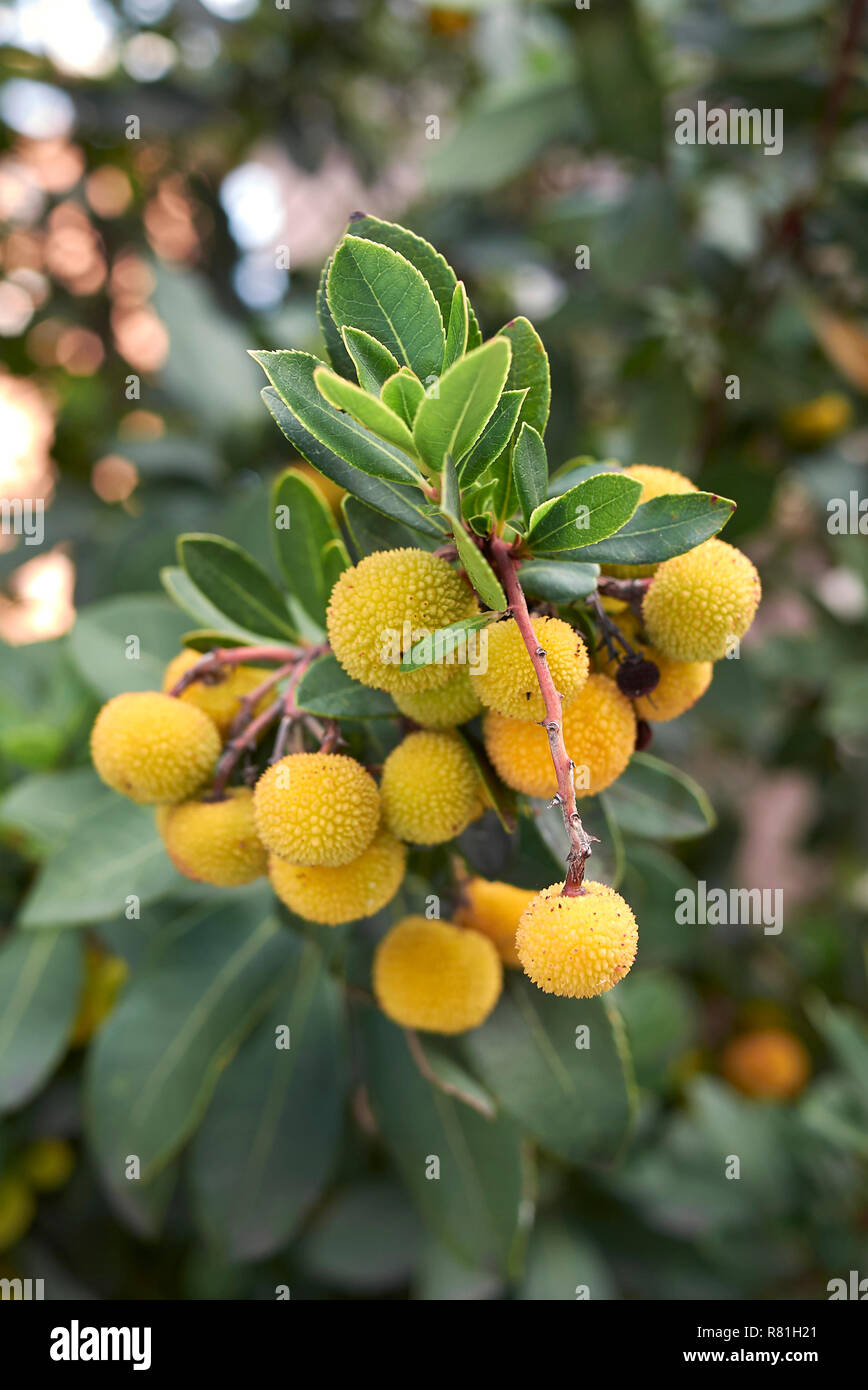 Arbre aux fraises branche avec fruits mûrs Banque D'Images