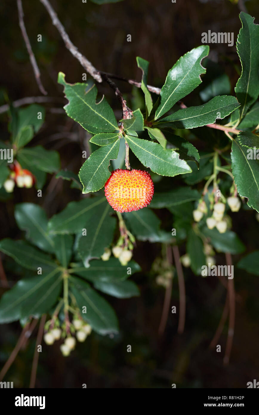 Arbre aux fraises branche avec fruits mûrs Banque D'Images