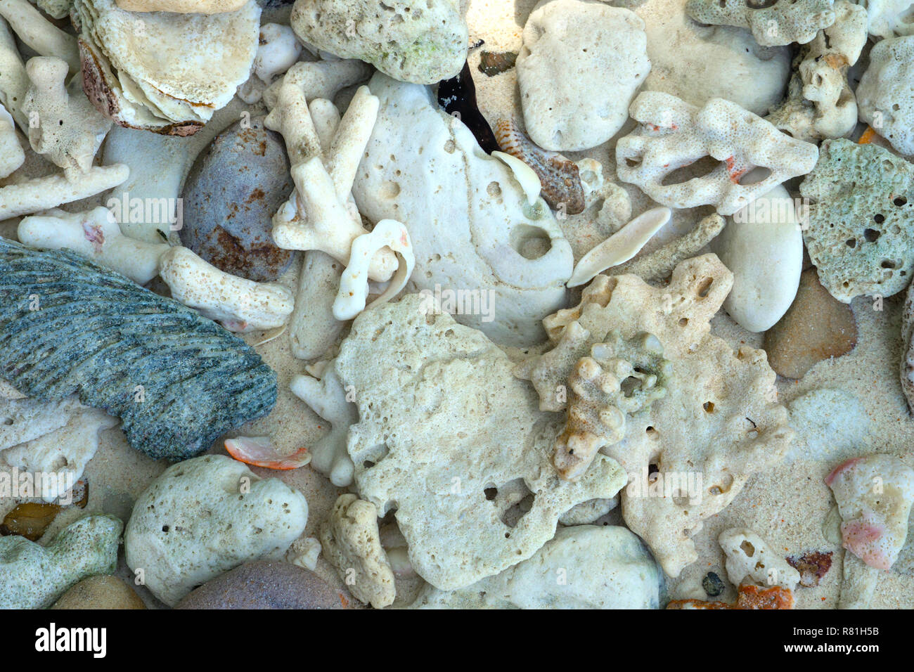 Cassé blanc corail mort plage nature contexte en Thaïlande mer, province de Phang Nga. Banque D'Images