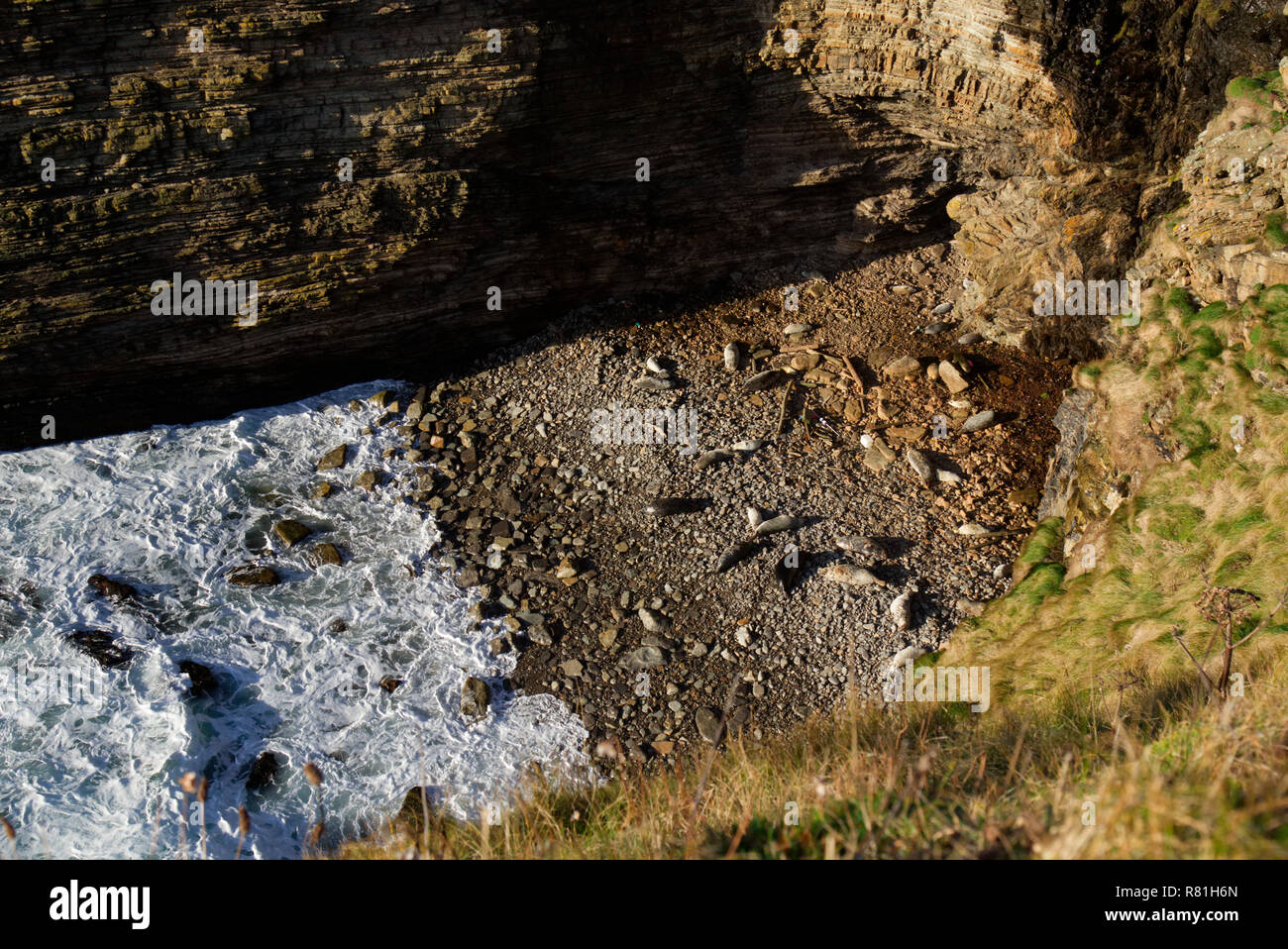 Les phoques gris dans la saison de reproduction, les îles Orkney Banque D'Images