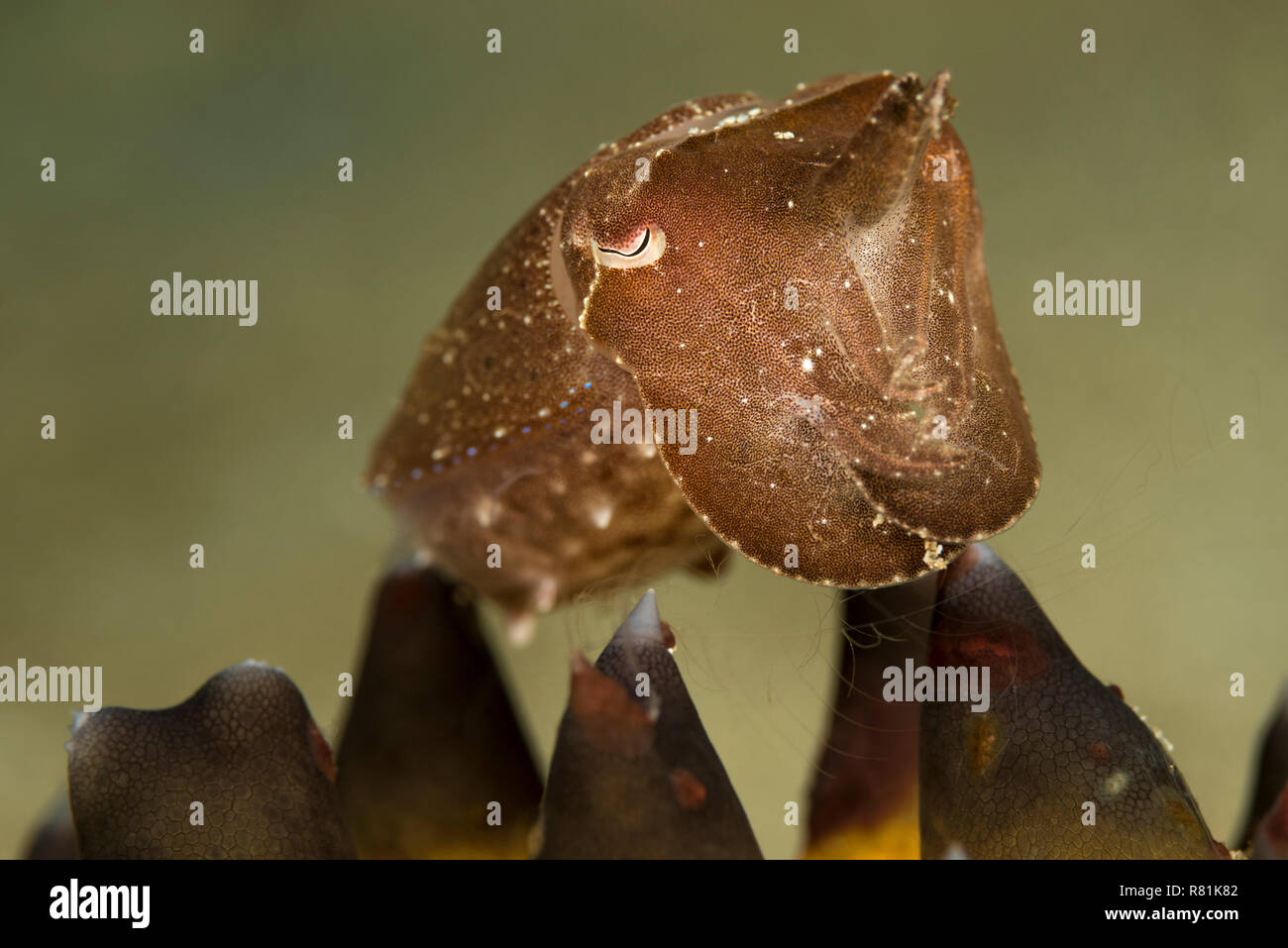 Broadclub Seiches (Sepia latimanus) à la recherche d'un abri sur une étoile de mer à cornes (Protoreaster nodosus). La mer de Célèbes, Sulawesi, Indonésie Banque D'Images