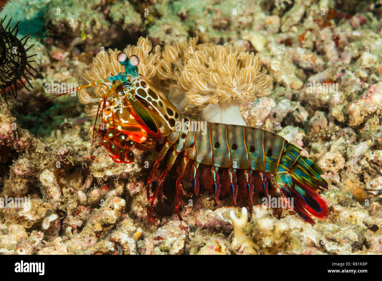 Crevettes paacock Mantis (Odontodactylus scyllarus) dans le récif corallien.Bali Sea, Lombok, Indonésie Banque D'Images