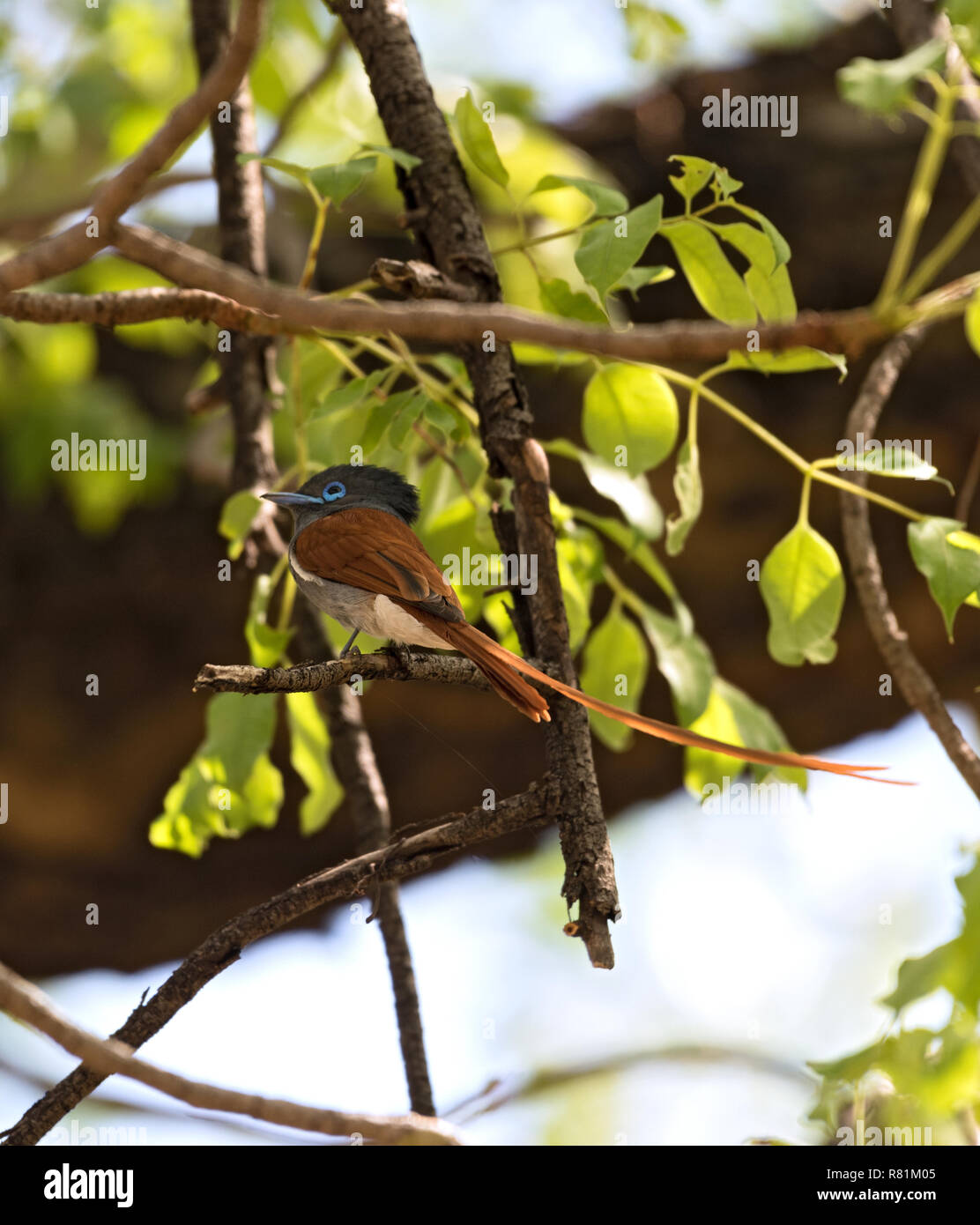 African Paradise Flycatcher (Terpsiphone viridis) perché sur une branche Banque D'Images