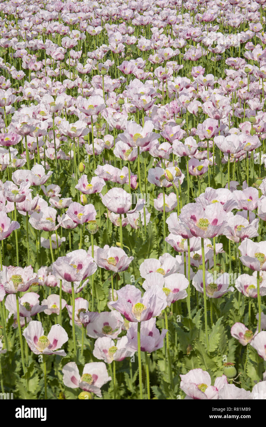 Plantes médicinales pavot, Papaver somniferum, croissante dans les champs autour de Ipsden, Oxfordshire Banque D'Images