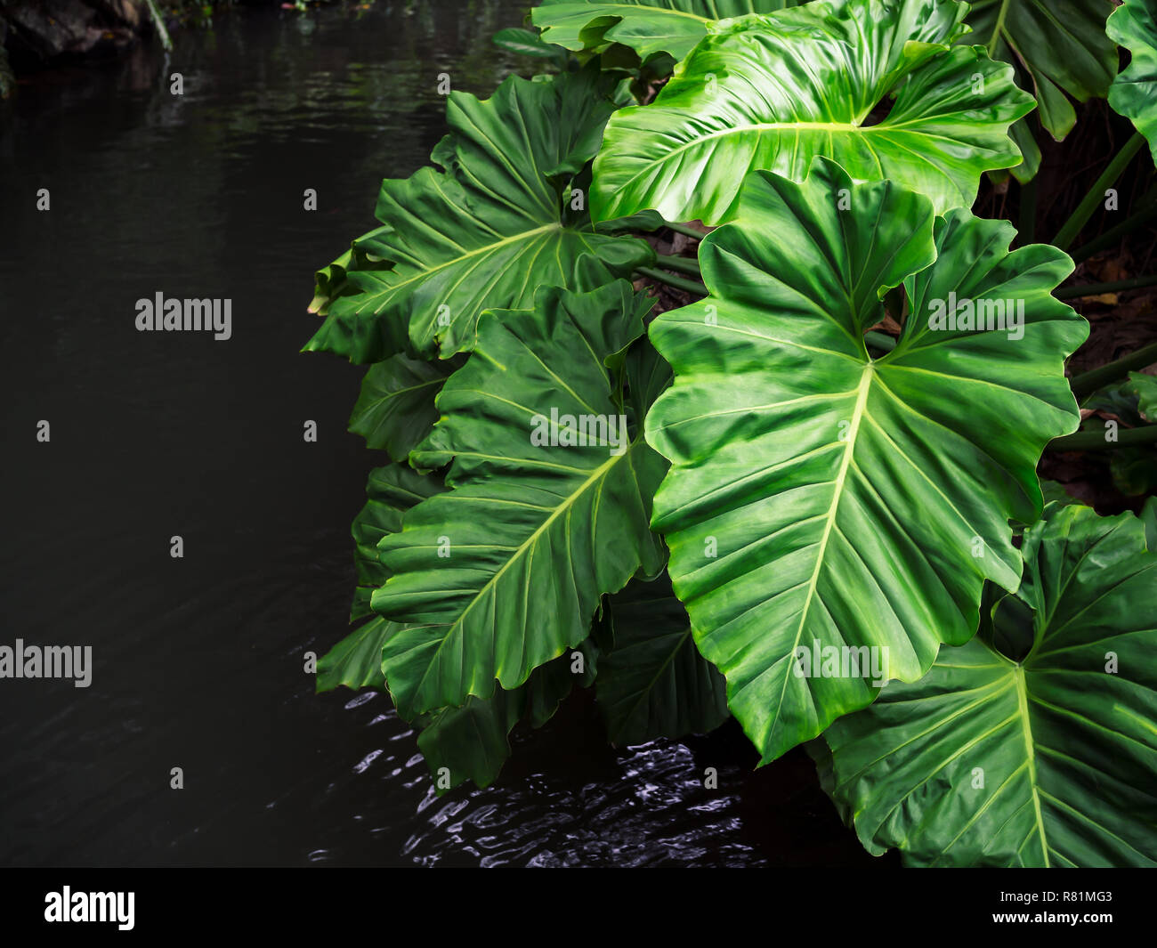 Nature vert tropical caladium leaf texture background dans les forêts tropicales près de l'eau. Banque D'Images