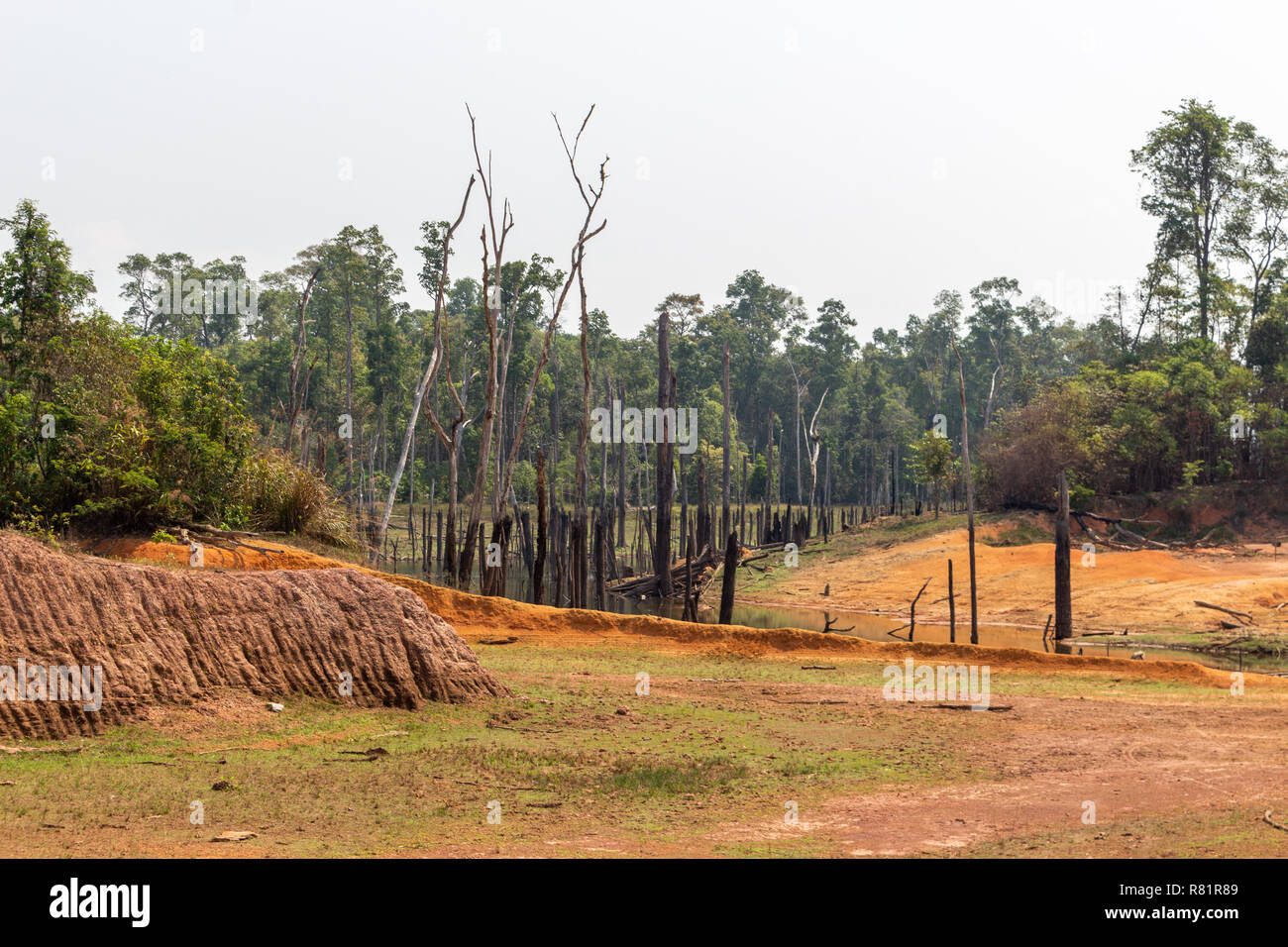 Thakhek, Laos - 20 Avril 2018 : arbres morts entourée de forêt près de Nam Theun village dans le sud du Laos durant la saison sèche Banque D'Images