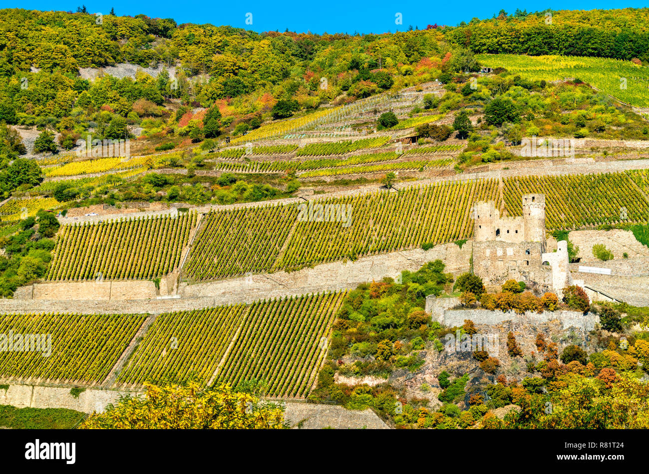 Le Château d'Ehrenfels de vignes en automne. Les gorges du Rhin, Allemagne Banque D'Images