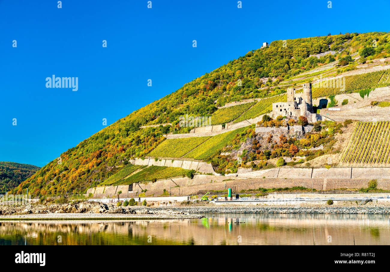 Le Château d'Ehrenfels de vignes en automne. Les gorges du Rhin, Allemagne Banque D'Images