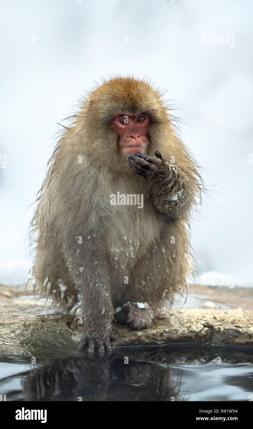 Macaque japonais près de la sources chaudes naturelles. Le macaque japonais ( Nom scientifique : Macaca fuscata), également connu sous le nom de snow monkey. L'habitat naturel Banque D'Images