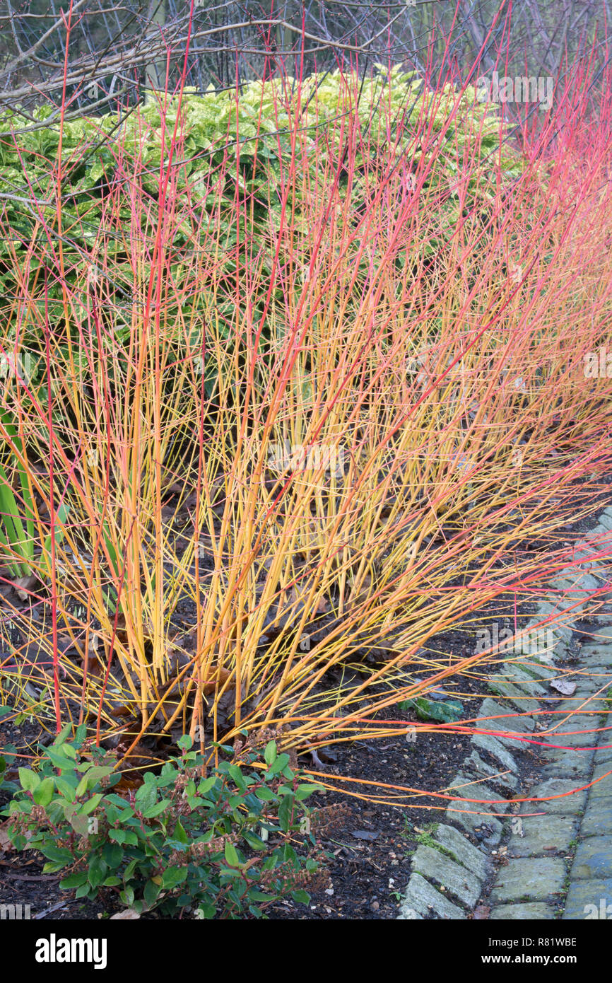 Cornus sanguinea 'Midwinter Fire' au cours de l'hiver Banque D'Images