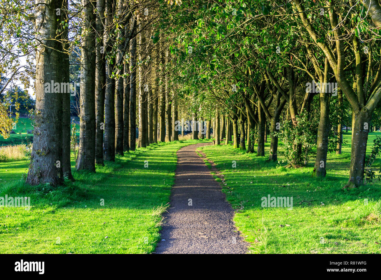 Sentier bordé d'arbres, ensoleillée avec des ombres Banque D'Images