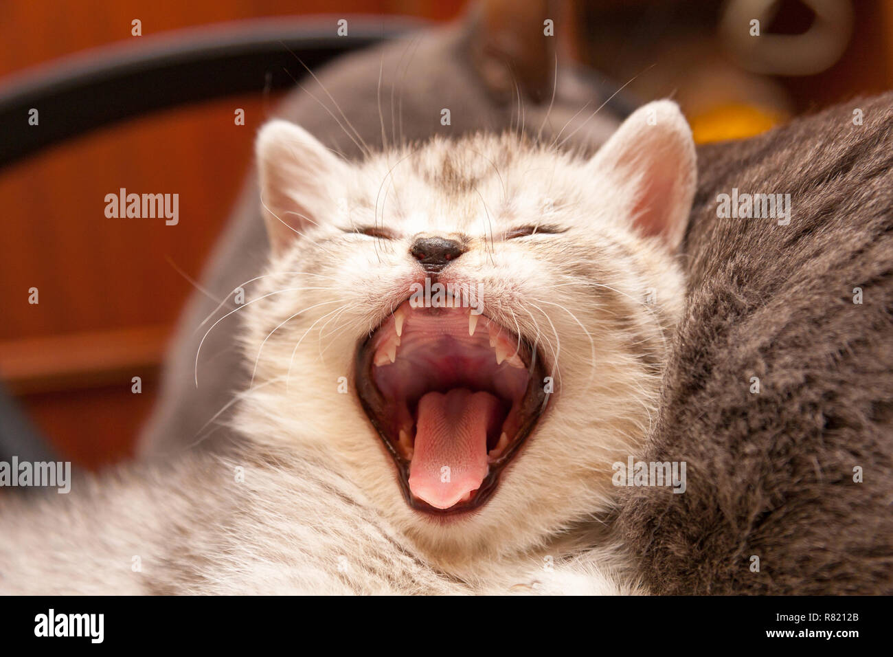 Bouche Du Chat Grande Ouverte Banque d