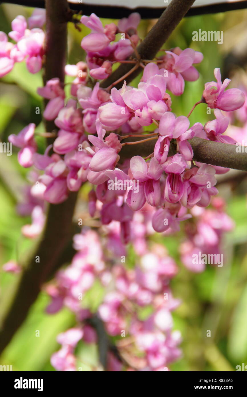 Fleurs de Printemps de Cercis siliquastrum, aussi appelé l'arbre de Judée, la floraison en mai, UK garden Banque D'Images