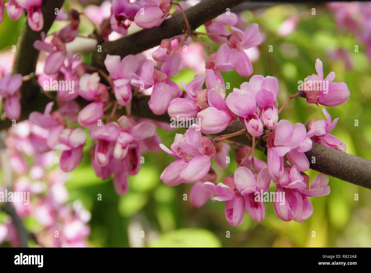 Fleurs de Printemps de Cercis siliquastrum, aussi appelé l'arbre de Judée, la floraison en mai, UK garden Banque D'Images