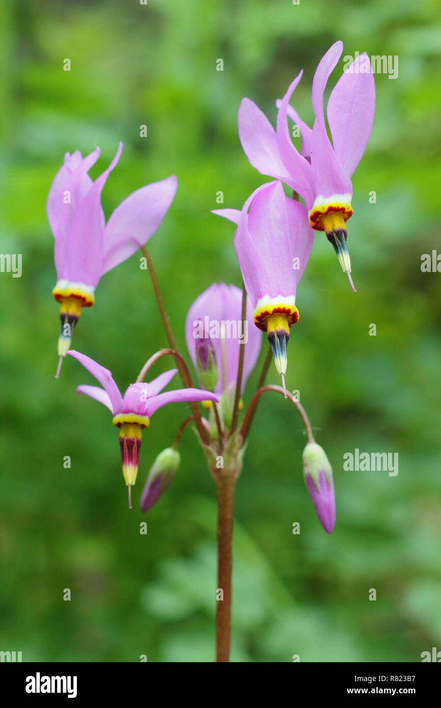 Dodecatheon pulchellum gorge sombre fleur. Appelé aussi joli shooting star et prairie shooting star. Banque D'Images