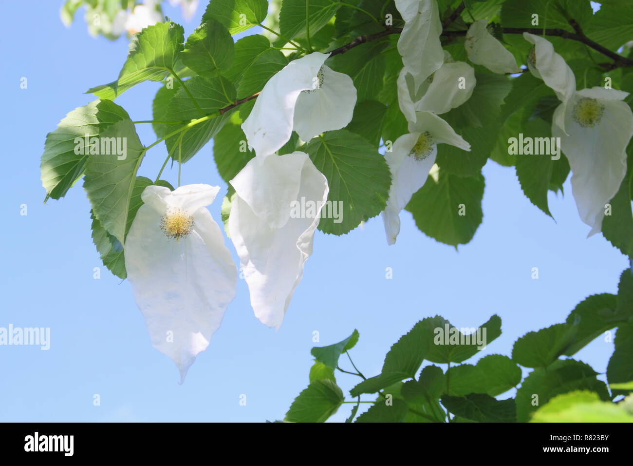 Davidia involucrata. Bractées floraison de l'arbre, le mouchoir ou ghost tree, au printemps, UK garden Banque D'Images