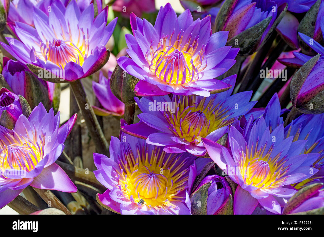 Fleur sacrée de l'Orient un lotus violette avec le milieu jaune Banque D'Images