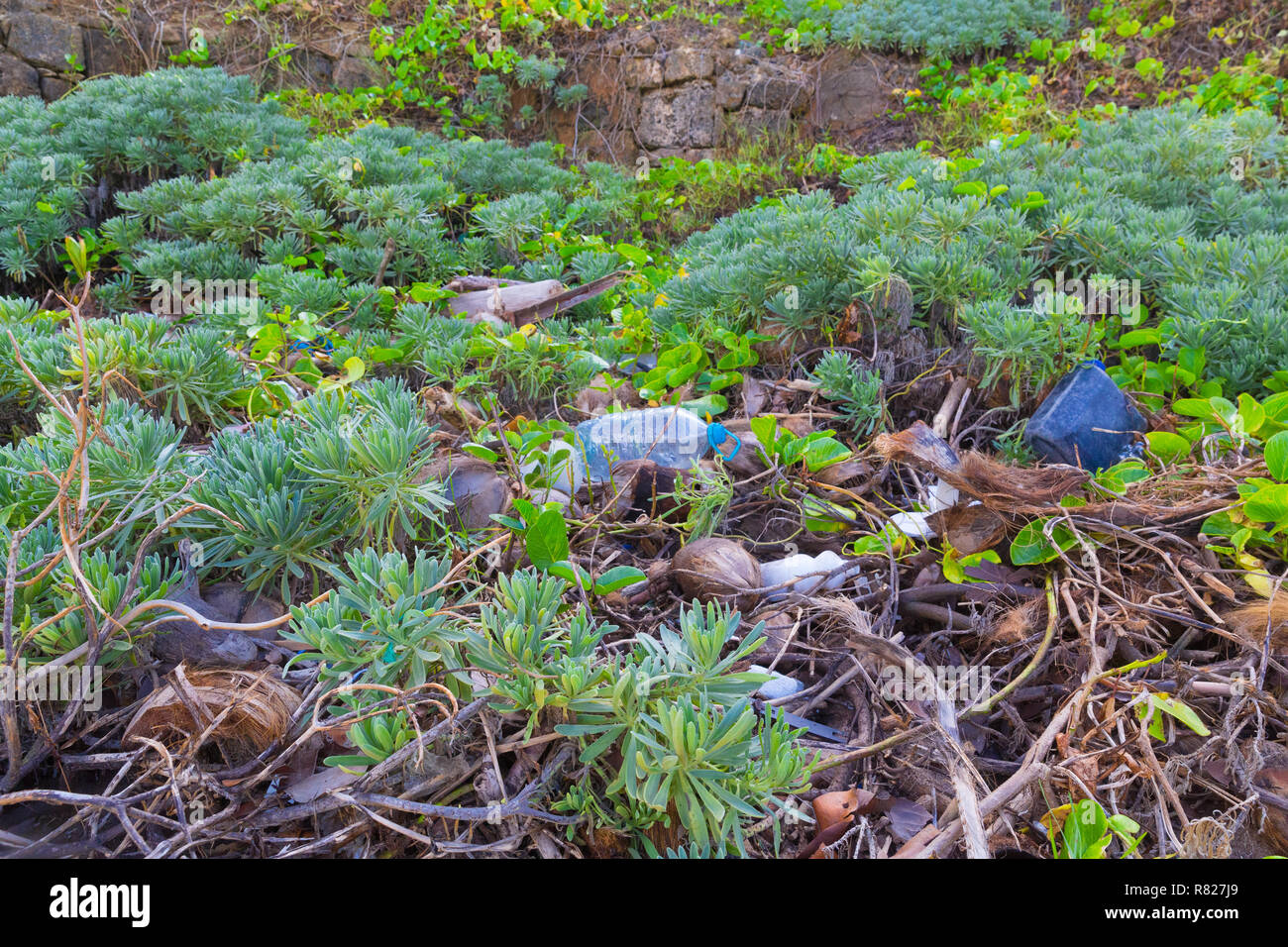 Les déchets plastiques lavés dans de la mer littoral contamine les plantes et les arbres dans les Caraïbes Banque D'Images