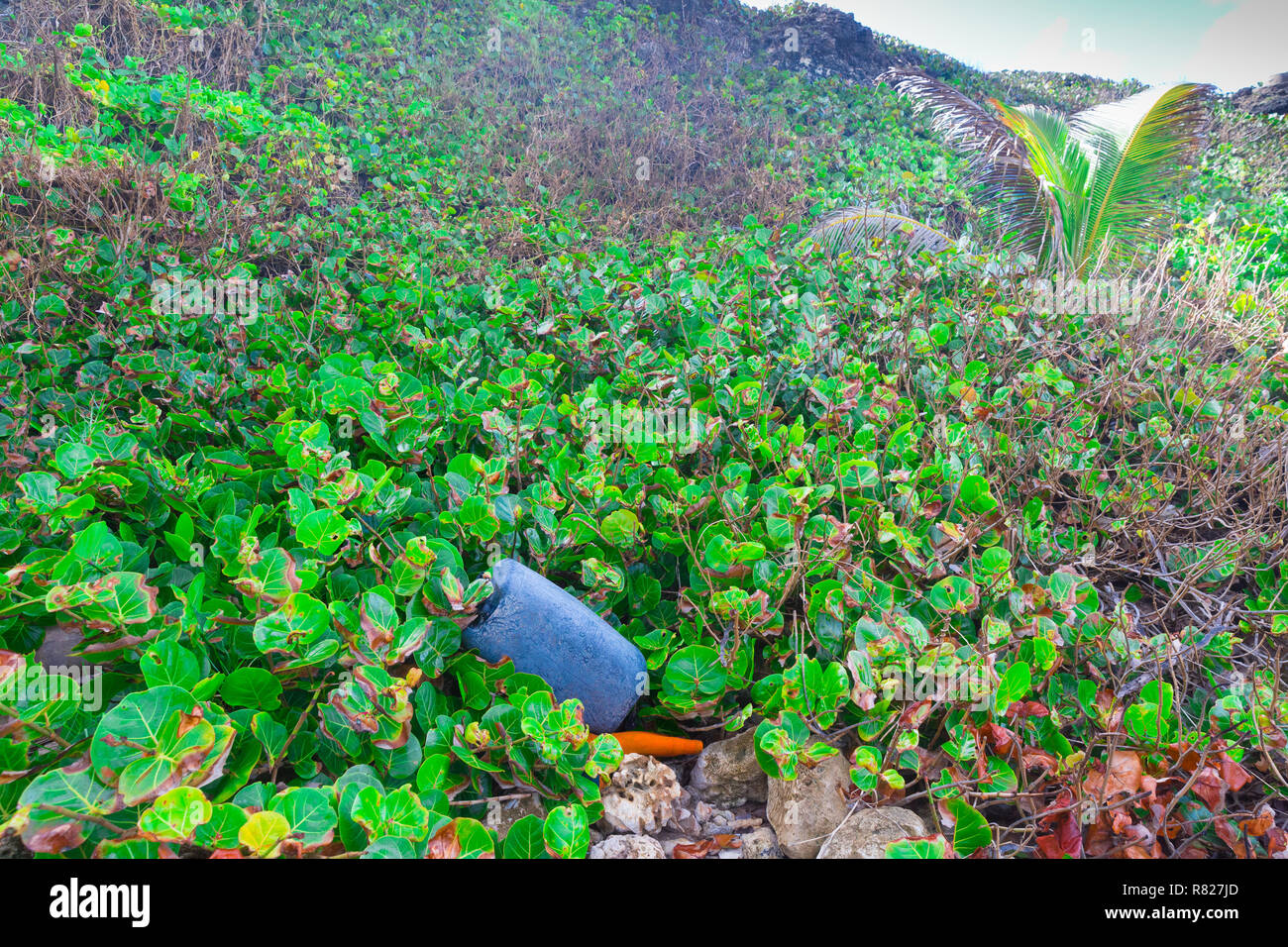 Les déchets plastiques lavés dans de la mer littoral contamine les plantes et les arbres dans les Caraïbes Banque D'Images
